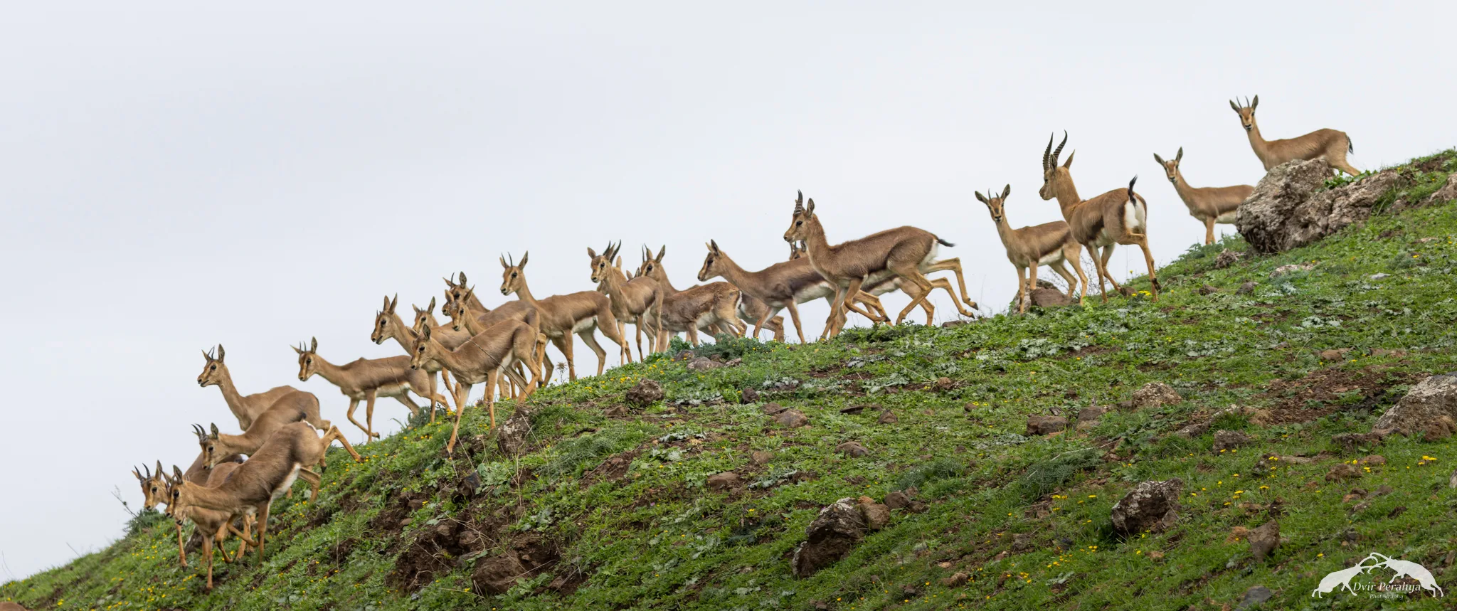 Wildlife image
